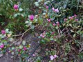 vignette Rhododendron Dauricum Lake Bakal qui dbute au 20 02 14