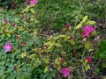 vignette Rhododendron Boskoop Ostara premires fleurs au 20 02 14