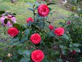 vignette Camellia japonica Margherita Coleoni joliment fleuri au 20 02 14