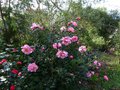 vignette Camellias en compagnie au 20 02 14