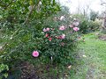 vignette Camellias en compagnie autre vue au 20 02 14