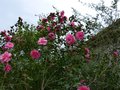 vignette Camellia Williamsii Brigadoon immense au 20 02 14