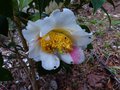vignette Camellia japonica Scented sun parfum gros plan au 02 14