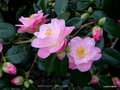 vignette Camélia ' BERENICE BODDY ' camellia japonica