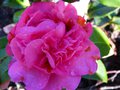vignette Camellia Williamsii Debbie premires fleurs au 21 02 14