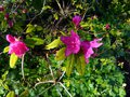 vignette Rhododendron Boskoop Ostara vue rapproche au 21 02 14