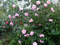 vignette Camellia Williamsii Mary Phoebe Taylor majestueux au 23 02 14