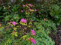 vignette Rhododendron Boskoop Ostara au 23 02 14