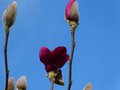 vignette Magnolia Vulcan qui dbute sa floraison au 23 02 14