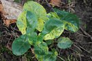 vignette Arum italicum ssp. neglectum 'Miss Janay Hall'