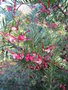vignette Grevillea rosmanifolia