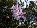 vignette Magnolia Loebneri Leonard Messel premires fleurs autre vue au 24 02 14