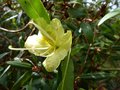 vignette Rhododendron Lutescens premires fleurs gros plan autre vue au 25 02 14