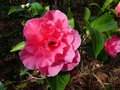 vignette Camellia Reticulata K.O.Hester premires fleurs au 25 02 14