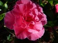 vignette Camellia Reticulata K.O.Hester gros plan au 25 02 14