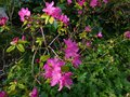 vignette Rhododendron Boskoop Ostara au 25 02 14