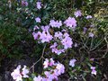 vignette Rhododendron Dauricum Lake Bakal autre vue au 25 02 14