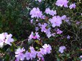 vignette Rhododendron Dauricum Lake Bakal au 25 02 14