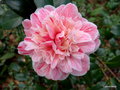vignette Camélia ' MARIE LE MENELEC   ' camellia japonica