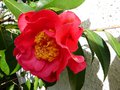vignette Camellia Francie L hybride de rticulata gros plan de ses premires fleurs au 26 02 14