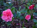 vignette Camellia rticulata K.O.Hester au 26 02 14