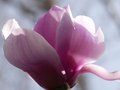vignette Magnolia Iolanthe premires fleurs normes au 26 02 14
