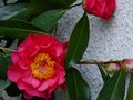 vignette Camellia Francie L au 27 02 14