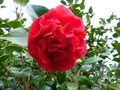 vignette Camellia japonica Kramer suprme gros plan au 27 02 14