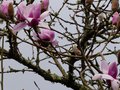 vignette Magnolia Iolanthe et ses normes fleurs au 28 02 14