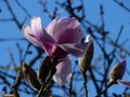 vignette Magnolia Iolanthe autre gros plan au 28 02 14