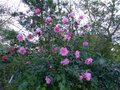 vignette Camellia Williamsii Mary Phoebe Taylor aux magnifiques trs belles fleurs au 25 02 14