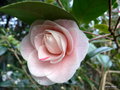 vignette Camélia ' BETTY SHEFFIELD BLUSH  ' camellia japonica