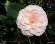 vignette Camélia ' BETTY SHEFFIELD BLUSH  ' camellia japonica