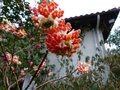 vignette Edgeworthia Chrysantha red dragon autre vue au 01 03 14