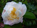 vignette Camellia Scentuous trs agrablement parfum au 01 03 14
