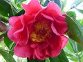 vignette Camellia Reticulata Captain Rawes gros plan de sa premire fleur au 02 03 14