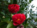 vignette Camellia japonica Kramer suprme au 01 03 14