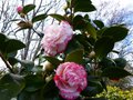 vignette Camellia japonica Margareth Davies au 02 03 14