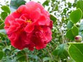vignette Camellia japonica Kramer suprme gros plan au 01 03 14