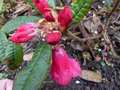 vignette Rhododendron Glischroides premires fleurs gros plan au 04 03 14