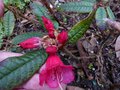 vignette Rhododendron Glischroides premires fleurs autre vue au 04 03 14