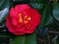 vignette Camellia reticulata Dr Clifford's park hybride au 04 03 14
