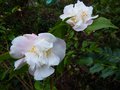 vignette Camellia Scentuous trs parfum au 04 03 14