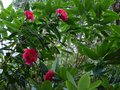 vignette Camellia Reticulata Captain Rawes au 04 03 14