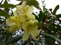 vignette Rhododendron Lutescens gros plan au 04 03 14