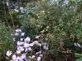 vignette Rhododendron Lutescens et Dauricum Lake Bakal en compagnie au 04 03 14