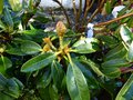 vignette Rhododendron Lanigerum avec une future fleur au 06 03 14