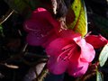 vignette Rhododendron Glischroides gros plan au 07 03 14
