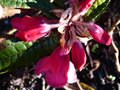 vignette Rhododendron Glischroides au 07 03 14
