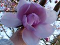 vignette Magnolia Iolanthe gros plan de sa trs grande fleur au 07 03 14